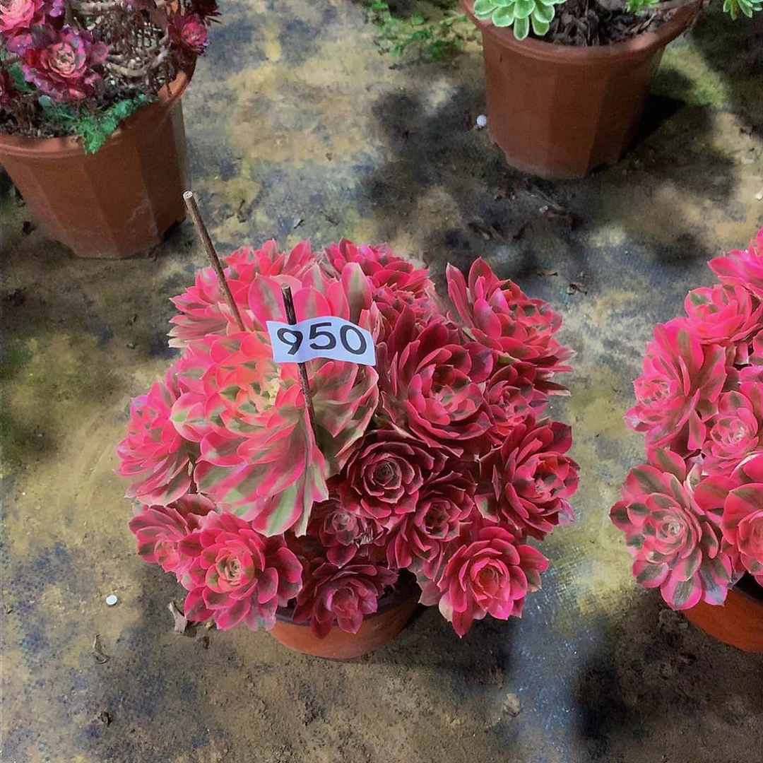 亚*950花88888888888