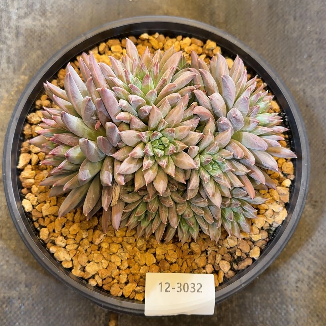 菲***扬3032幻影系美人多肉植物