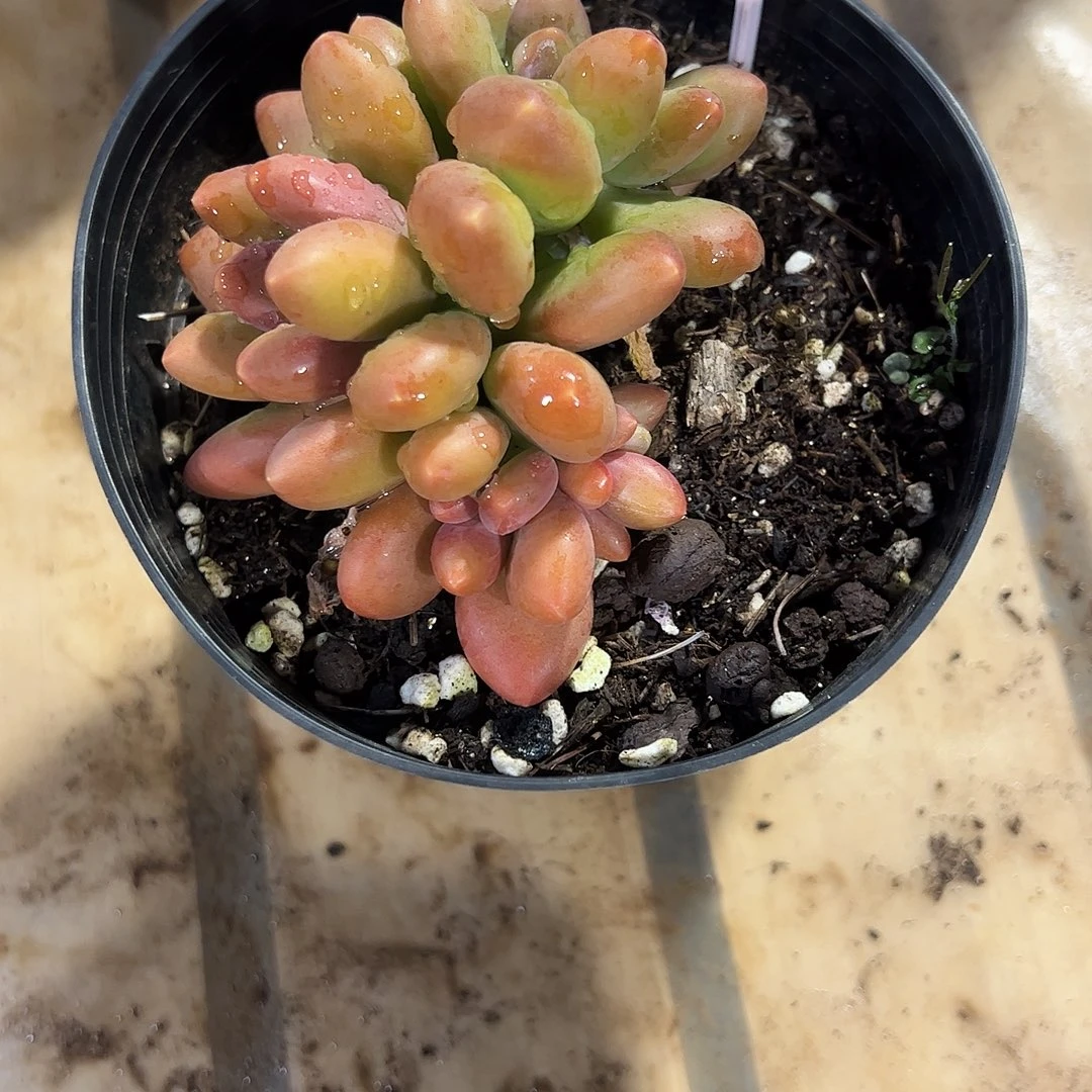 芒果奶朵朵142号多肉