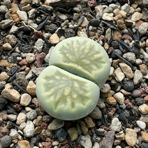 2810绿菊母本菊花纹带盆土发货