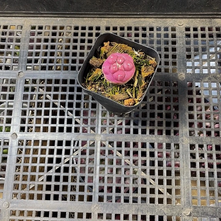 眷***诚35号筐带盆土发货