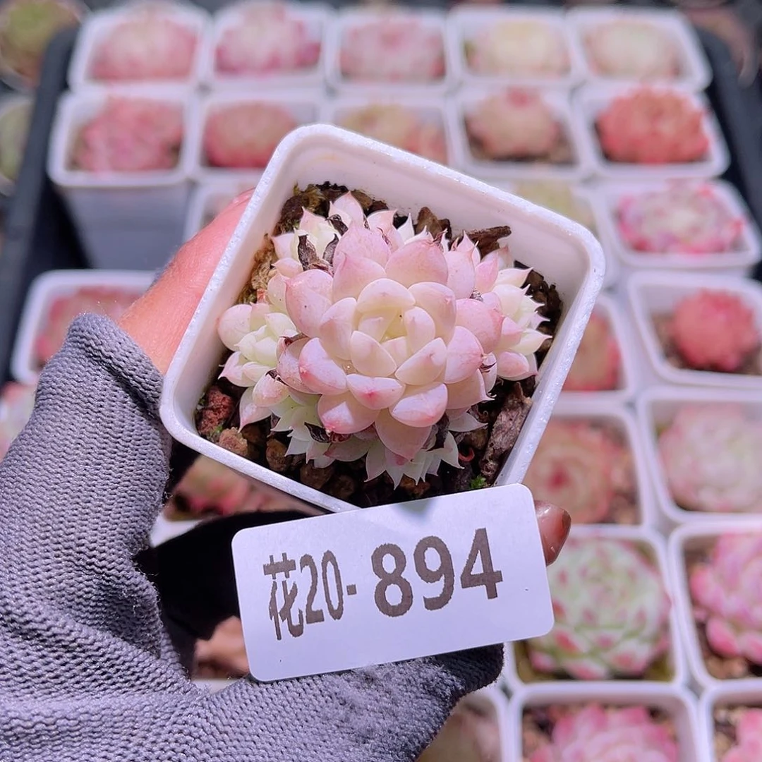 花20-894画扇小群