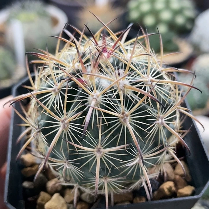 虎爪玉实生仙人球