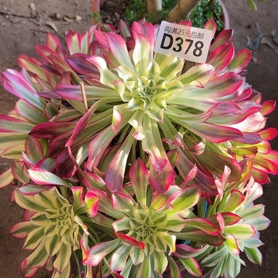 养****莉一颗多肉植物法师