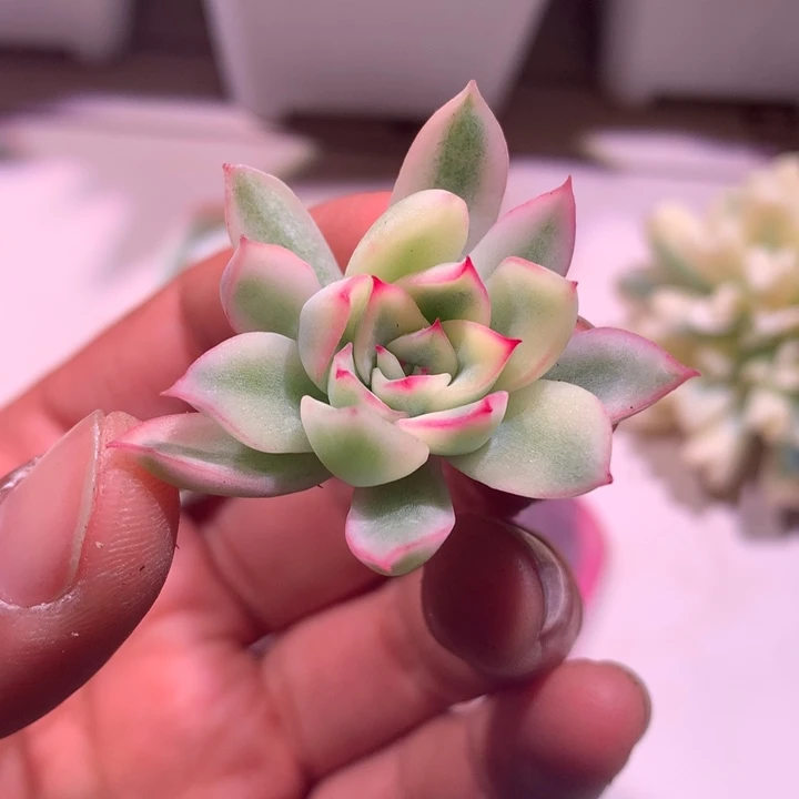 新胜骑兵锦锦腹轮锦侧芽