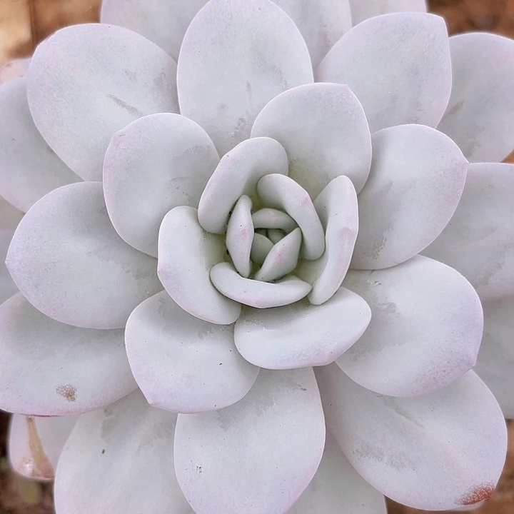 日系雪莲大单头15cm