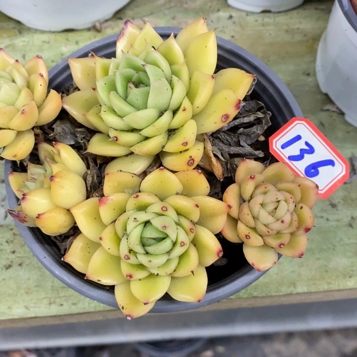 芳*一物一拍玉杯东云136