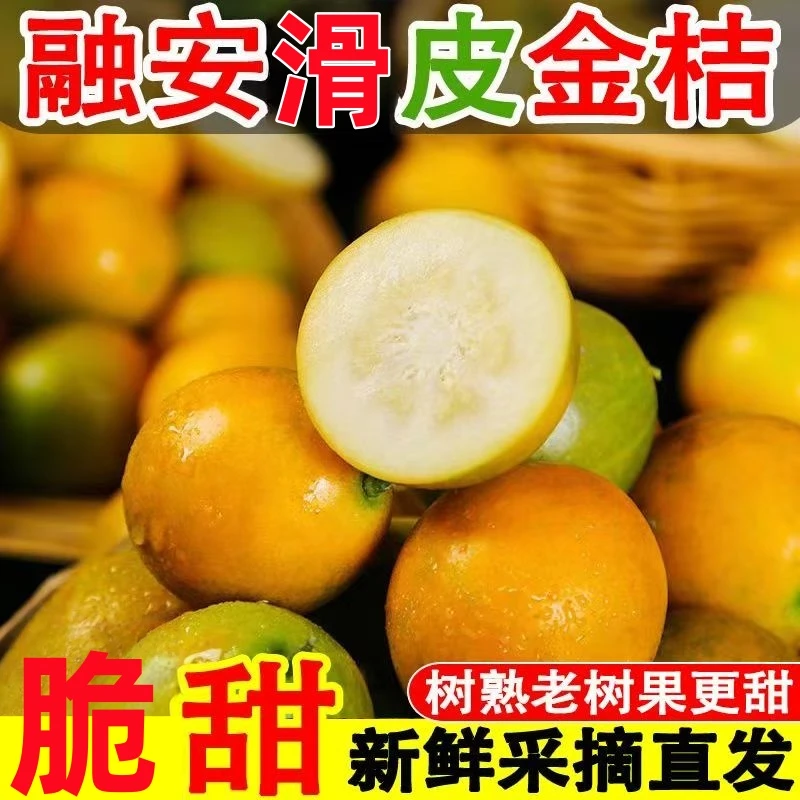 【顺丰包邮】广西融安二代滑皮金桔脆甜多汁脆皮桔子当季新鲜水果