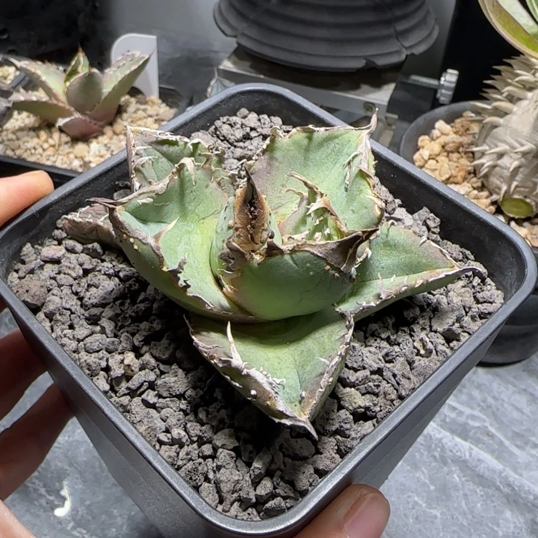 油猪仁王冠龙舌兰