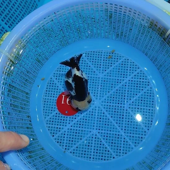 雪***乐金鱼091兰寿小精品特价顺丰包邮