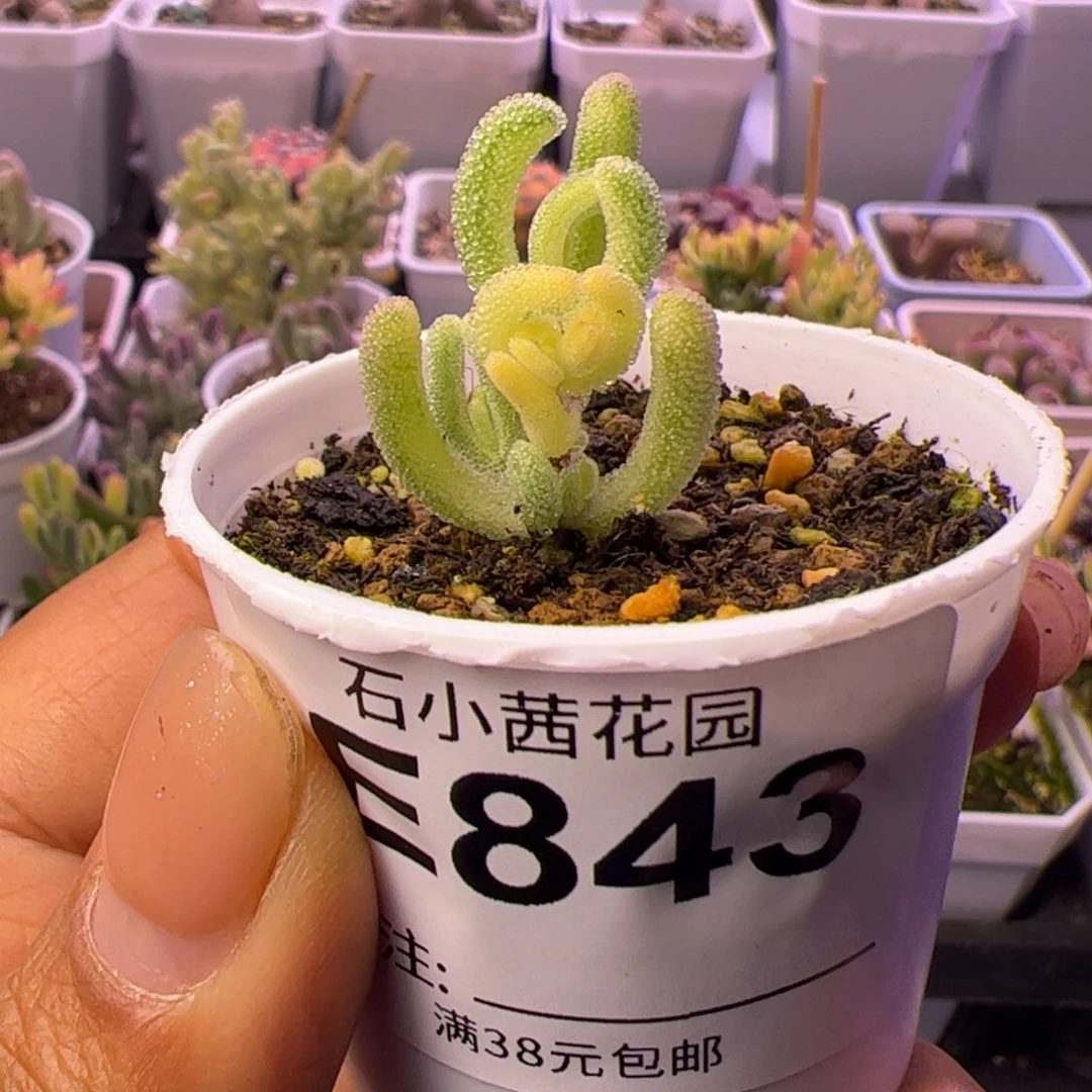 843多肉植物枝干橙叶白锦