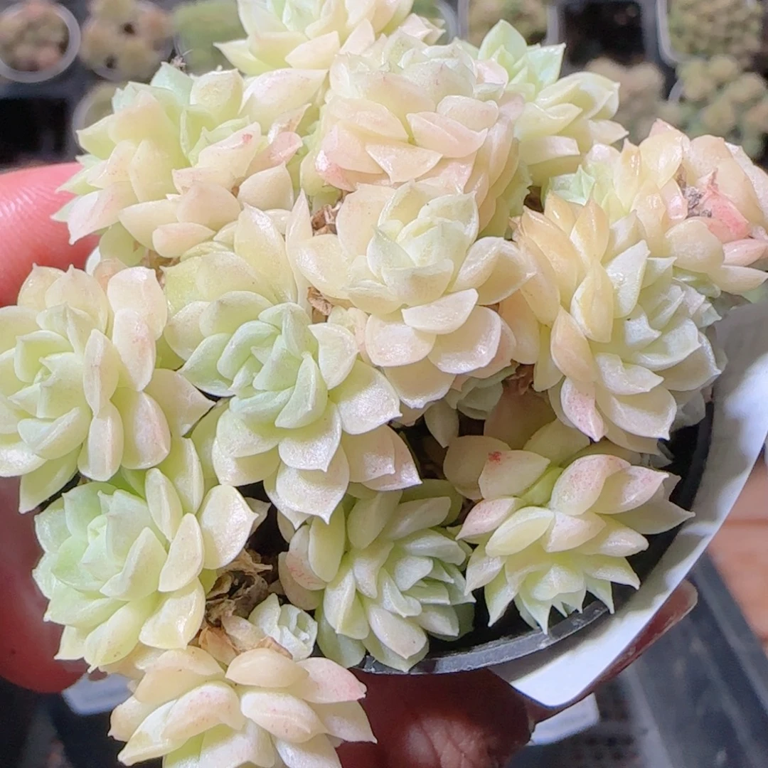 花语逸镜1030-440散