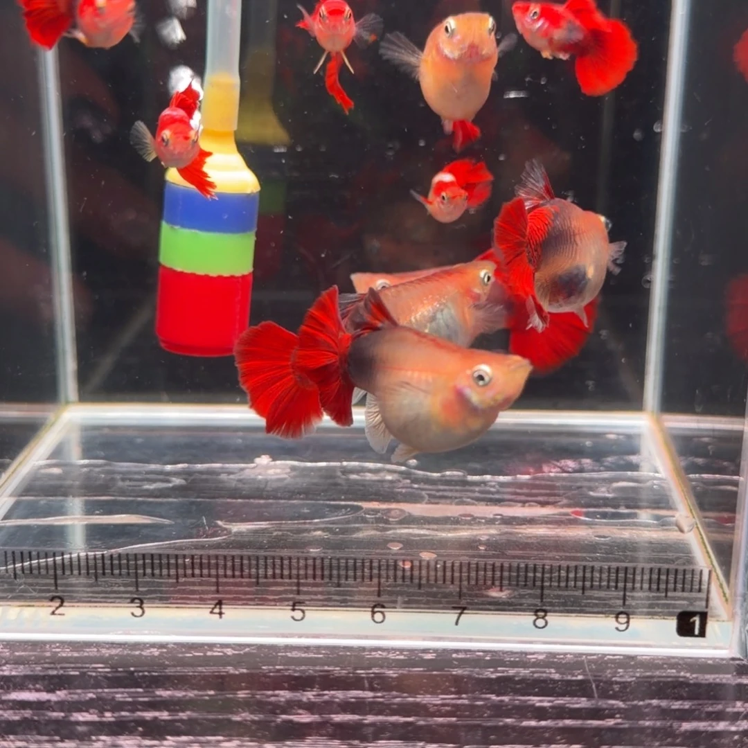 红剑鱼黄暴球6对双分水5对