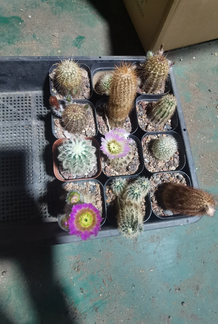 满18包邮（自根虾）3颗