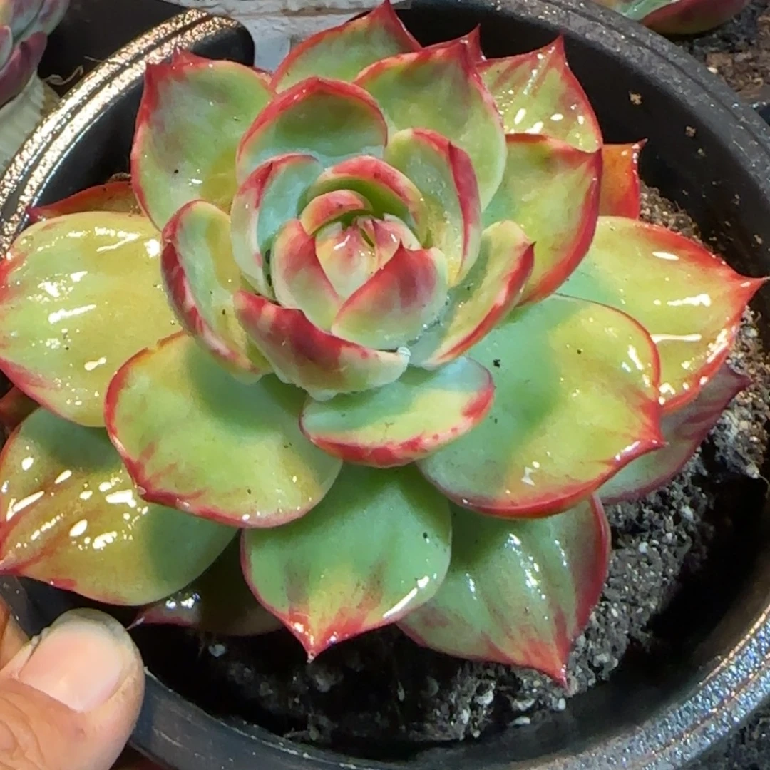 贝壳拉丝惊鸿一物一拍包装收缩花旱735