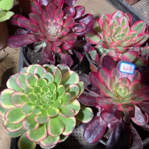 424多肉植物组合