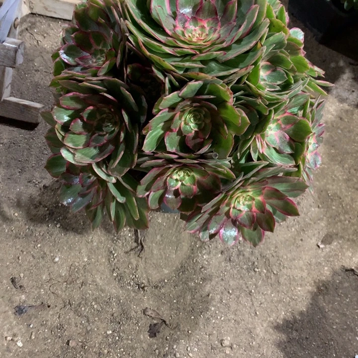 833莲花座多肉植物特价