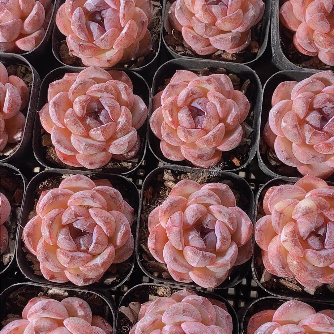 0207-小黑橙单头一颗 量拍