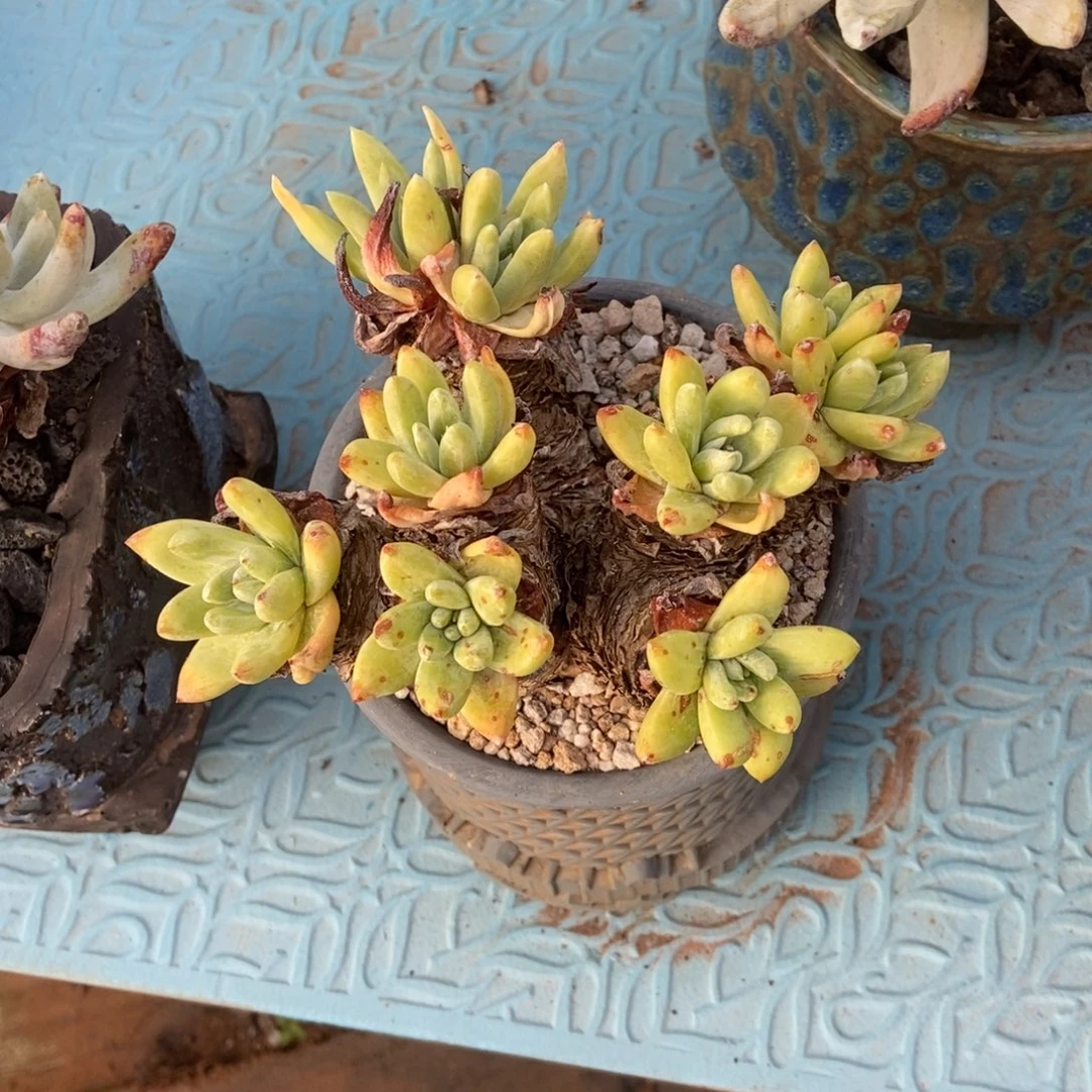 法姆多肉植物啦啦啦