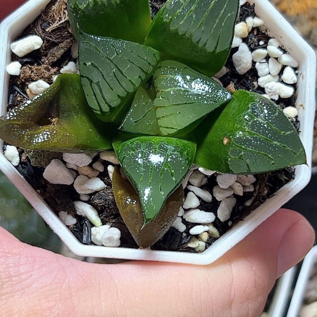 实生寿十二卷多肉植物满