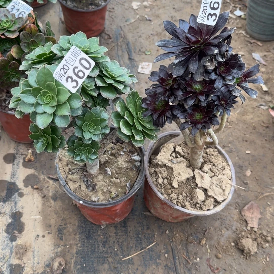 多肉360+361满20包邮断枝不包