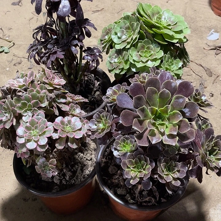 4棵玫瑰玫瑰玫瑰玫瑰