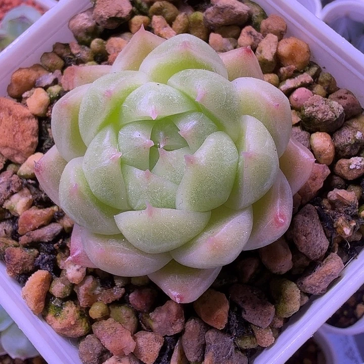 麦秆多肉植物一物一拍