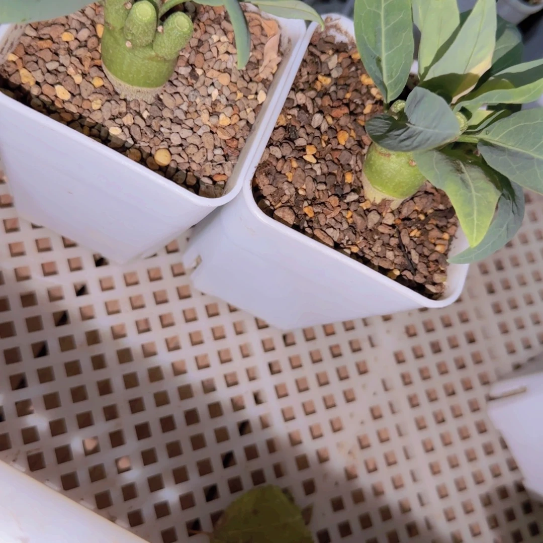 今***）块根植物块根植物