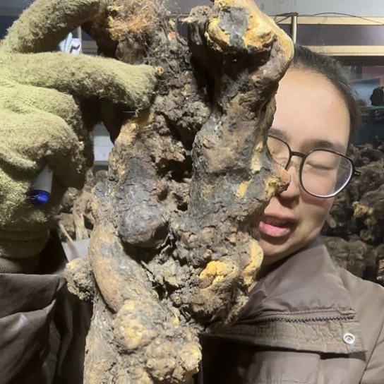 香榧木绿**阴火琉璃的故事毛料摆件