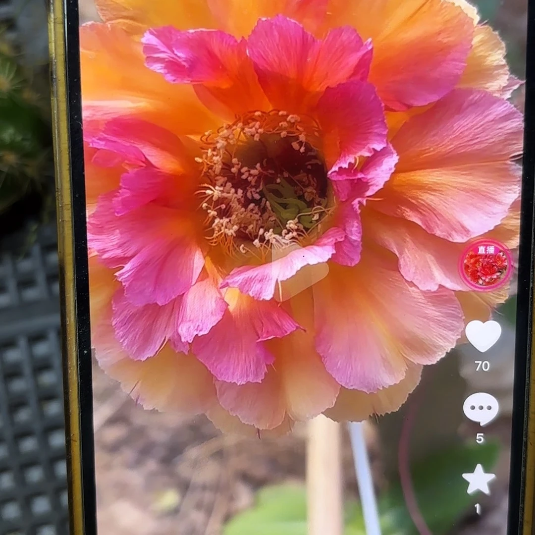 桃花眼彩侧牙20包邮仙人球46