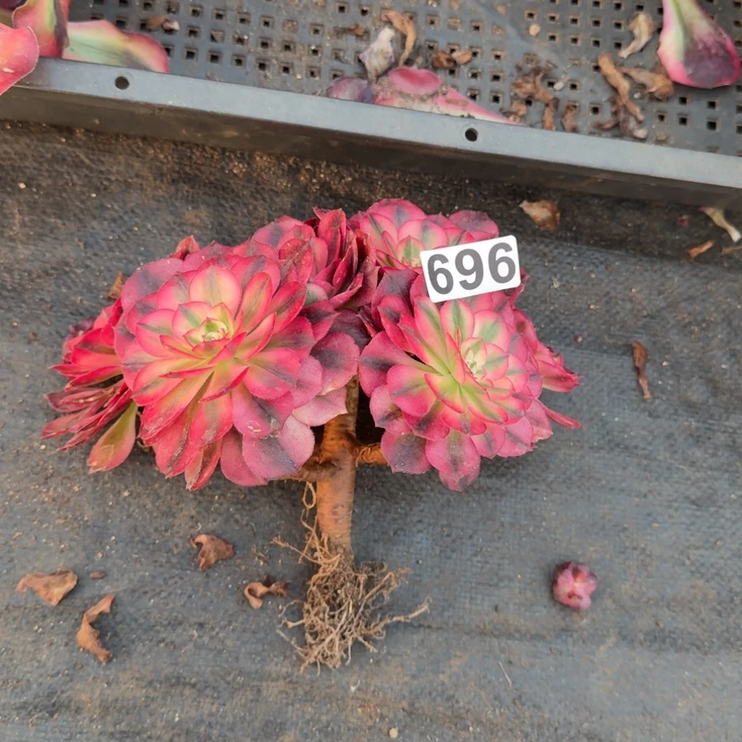 696多肉植物倾城有断枝特价