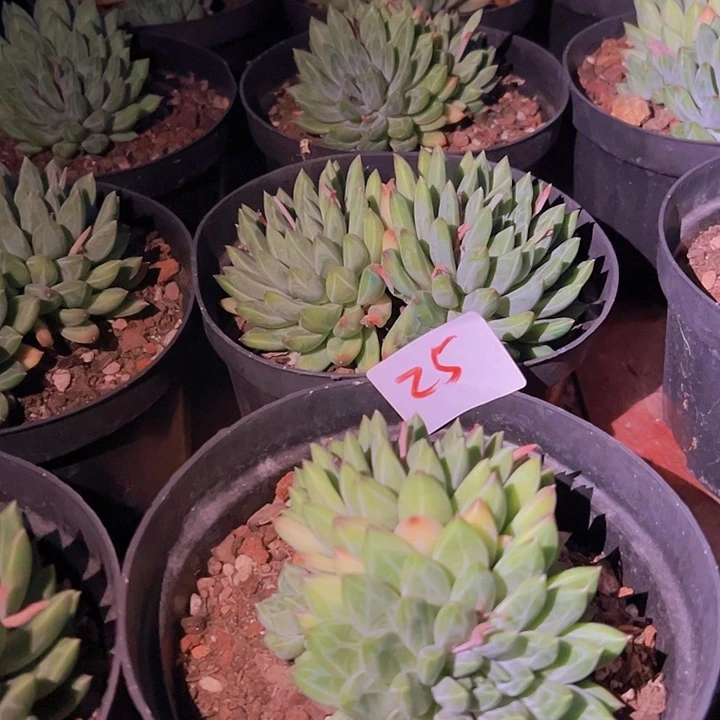 25幻影美人一个脱土