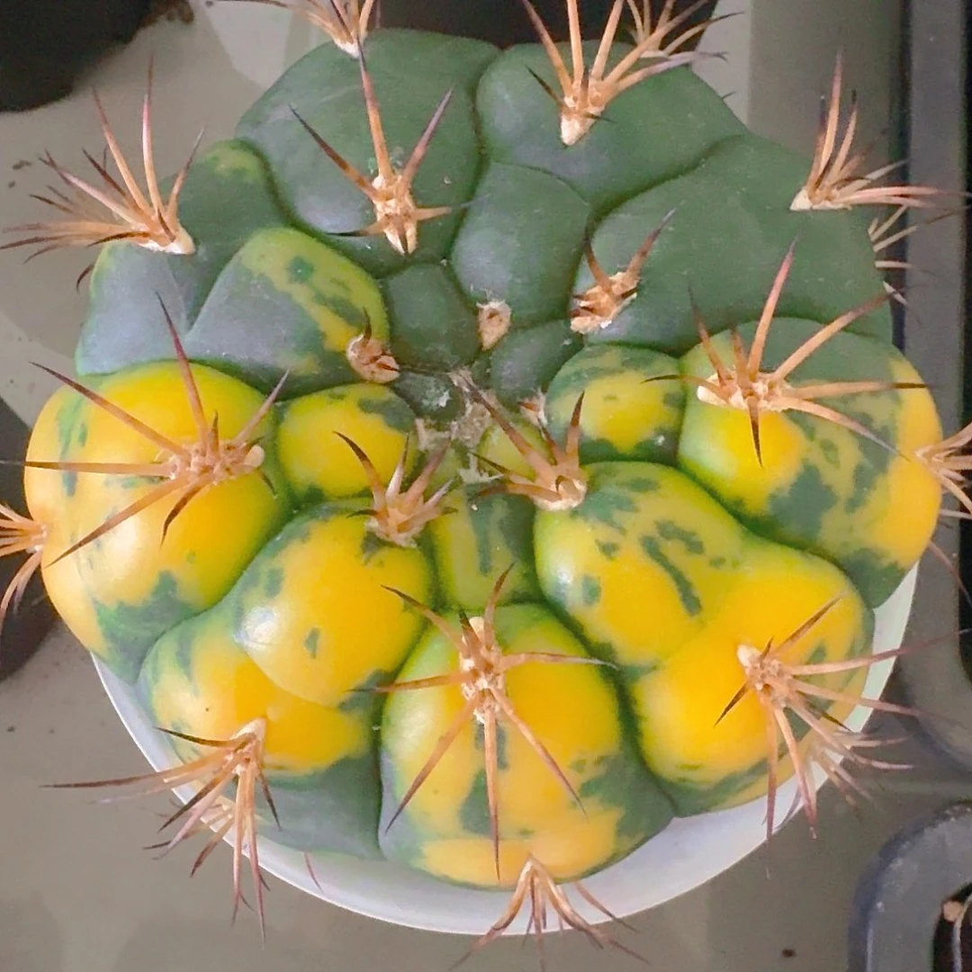 精品佛头新天地锦