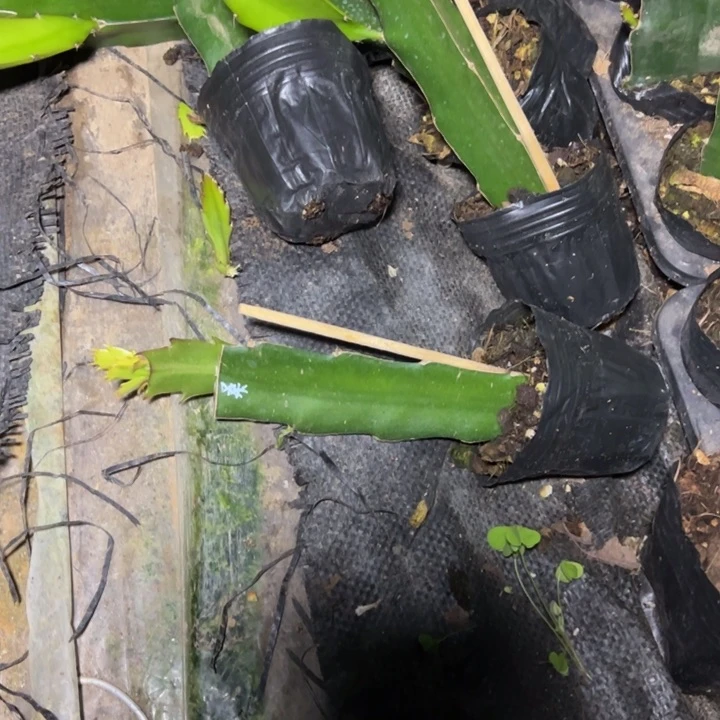 桑吉塔嫁接小破苗一颗15.8