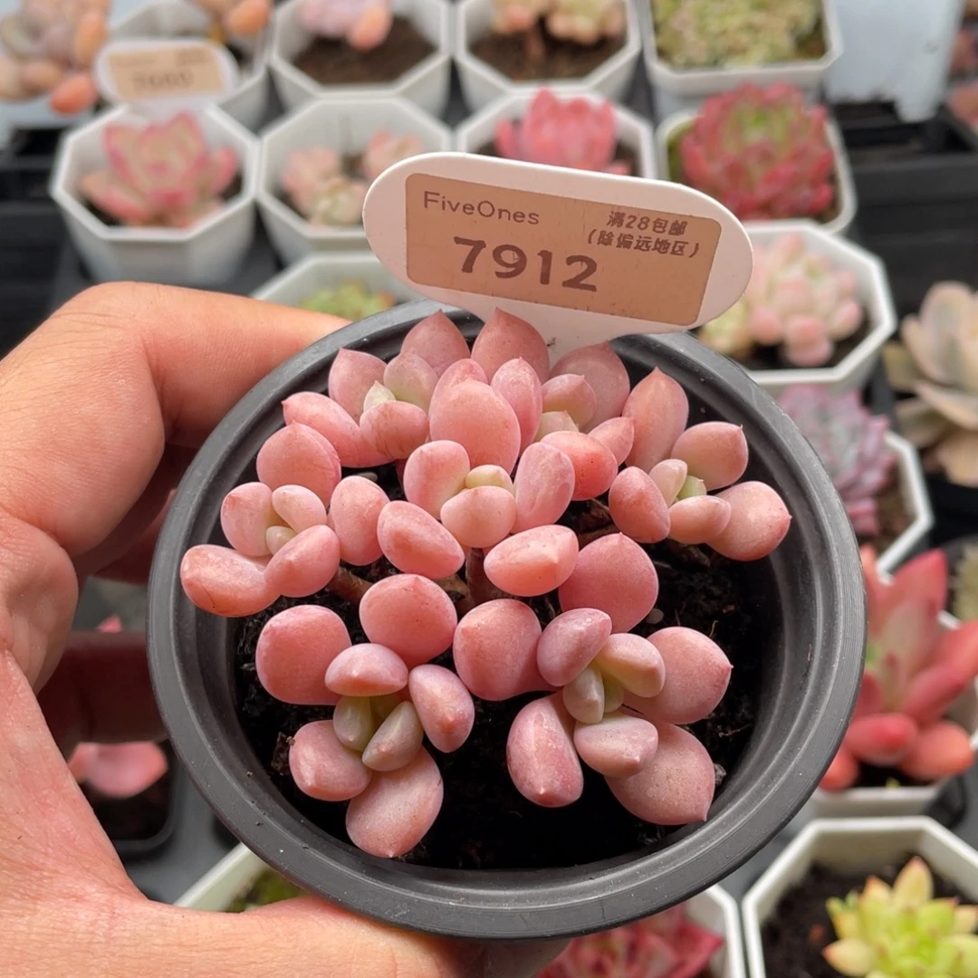 白鹭7912-7.5厘米