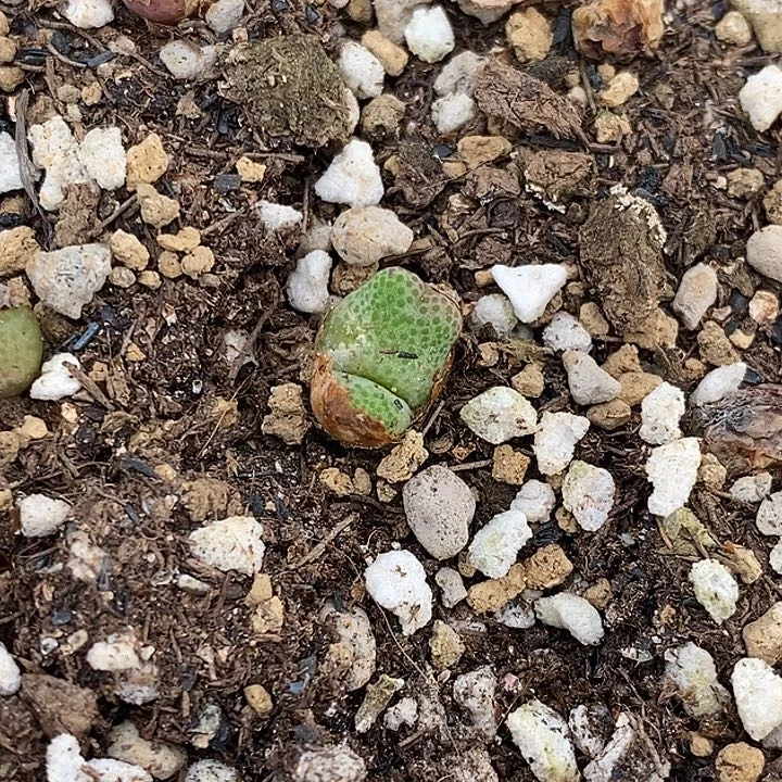 斑马一颗955发货带老皮