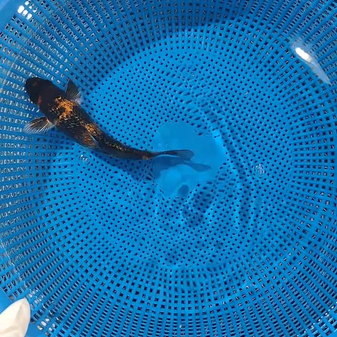 锦鲤锦鲤观赏鱼直播竞拍