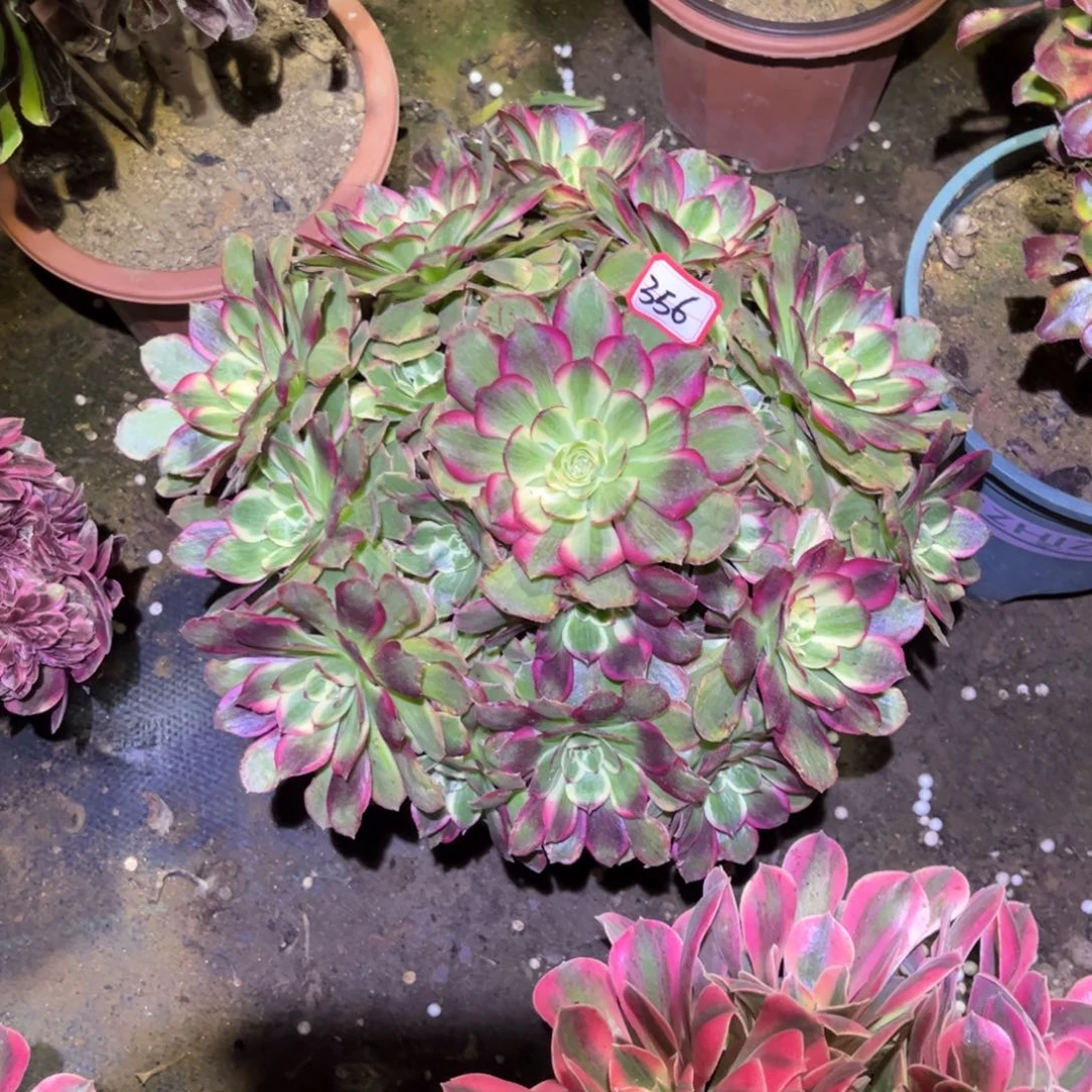 356多肉植物粉海王