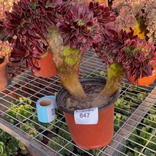 647、多肉法师美杜莎缀包邮