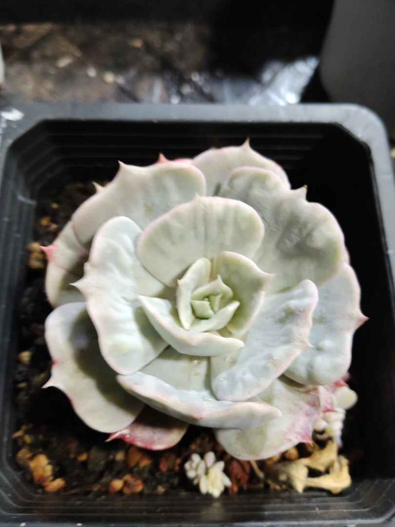 非偏远18包邮  一物一拍  12厘米盆 A420漫威凸起