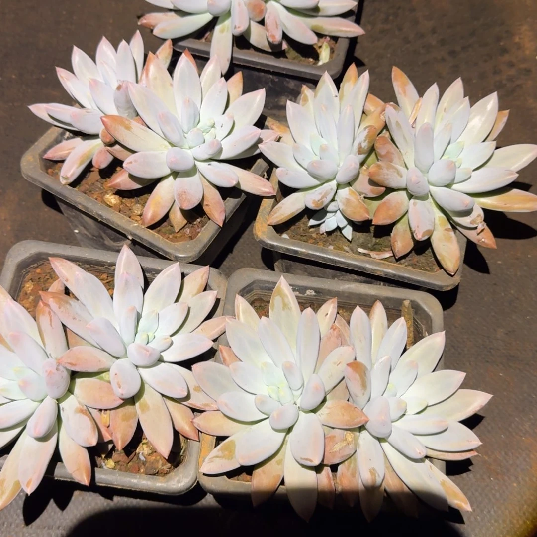 哥特萝莉多肉植物