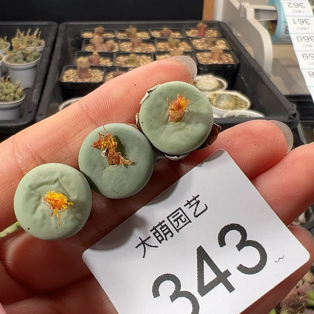 一物一拍           343