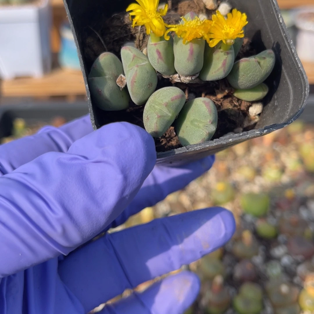多肉植物一物一拍15