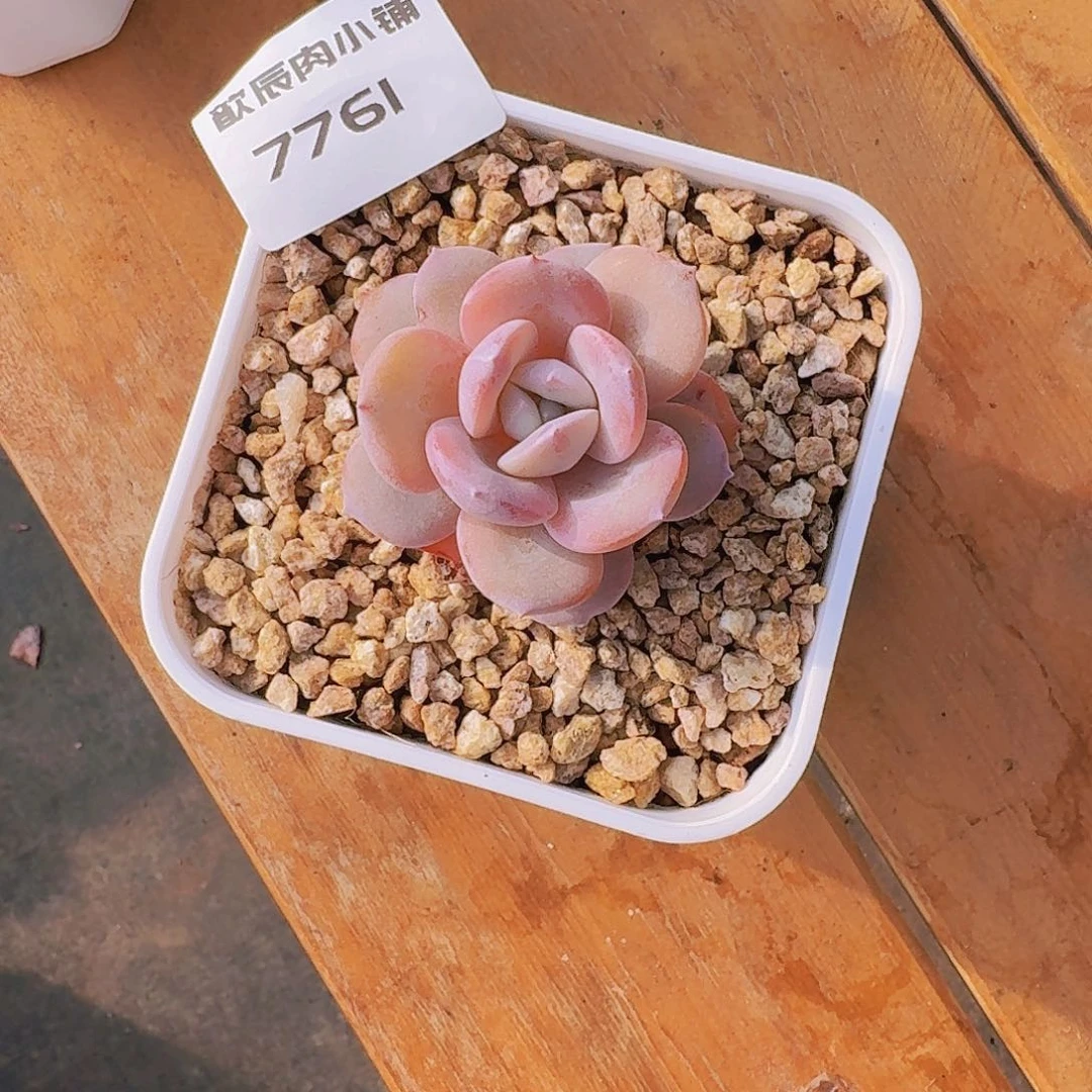 五****?多肉植物奶茶单头7761