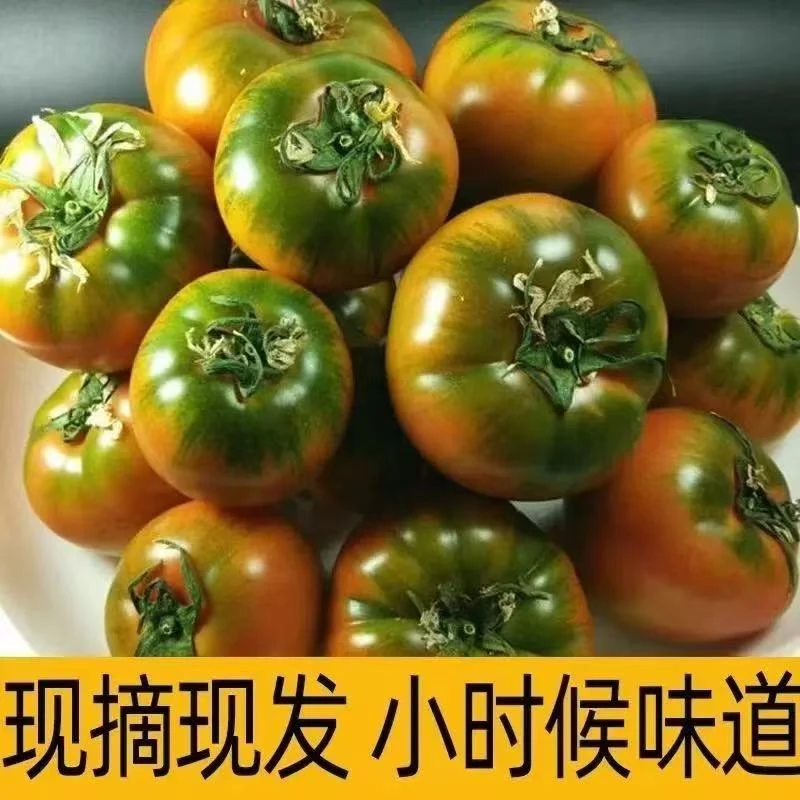 新鲜现摘铁皮柿子