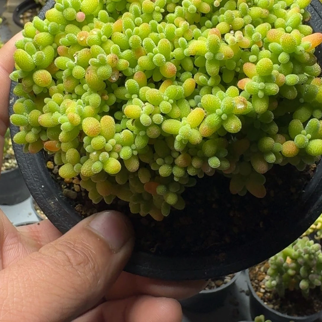 刘*在蜜橘 多肉植物枝干