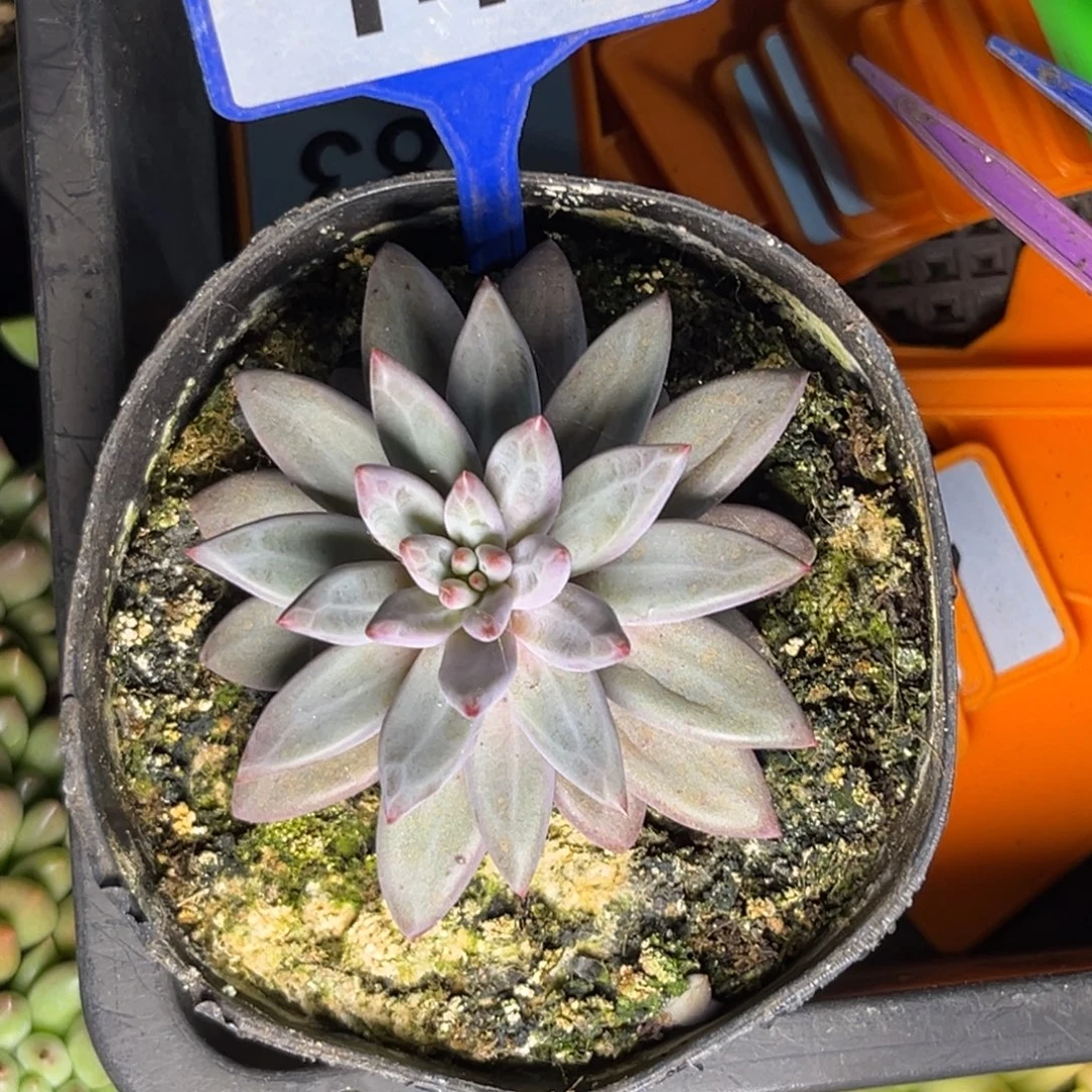 恋***多肉植物虞美人146