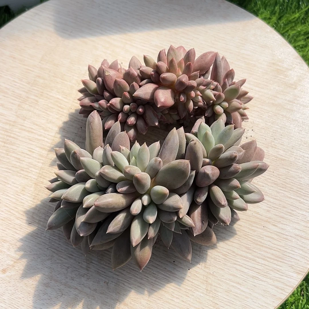 【闪购商品】焦糖小树