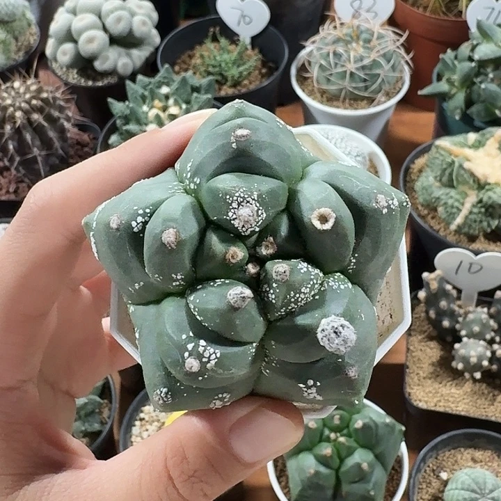 龟甲孪凤玉仙人球12