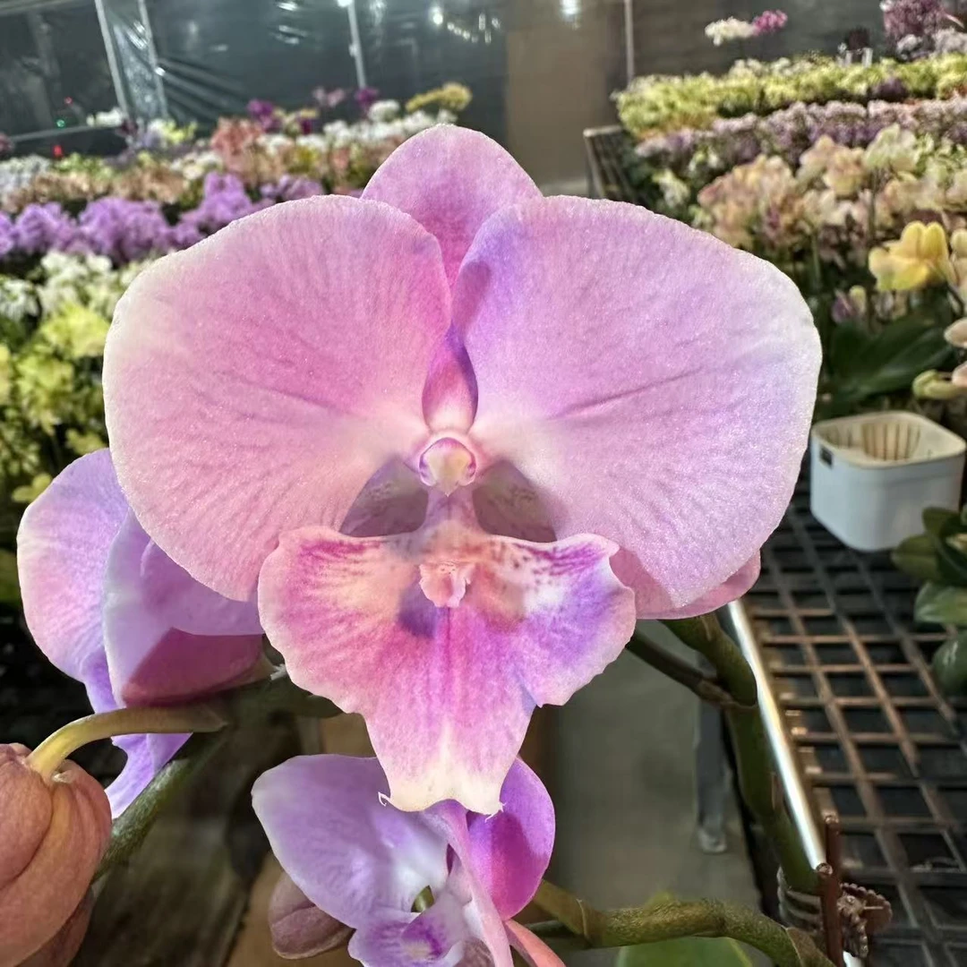 蝴蝶兰【月亮岛】梦幻浪漫室内高端花卉绿植